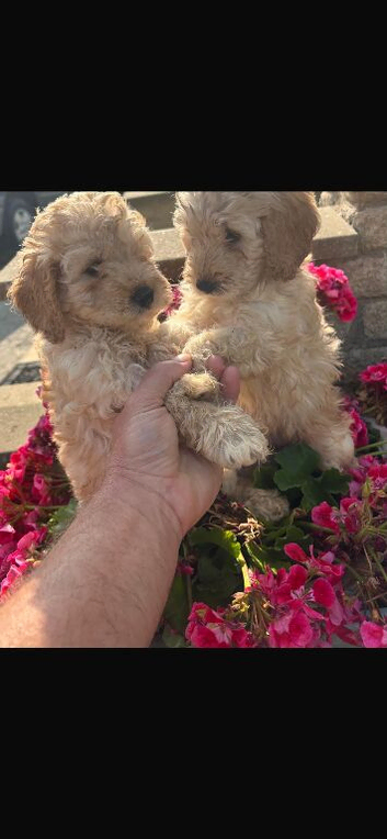 Miniature cockapoo