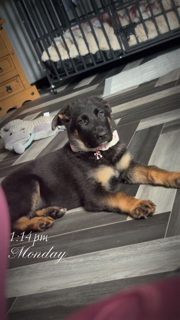 Stunning 6 months old puppy