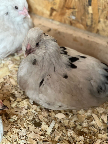 Legcana high bred pullets