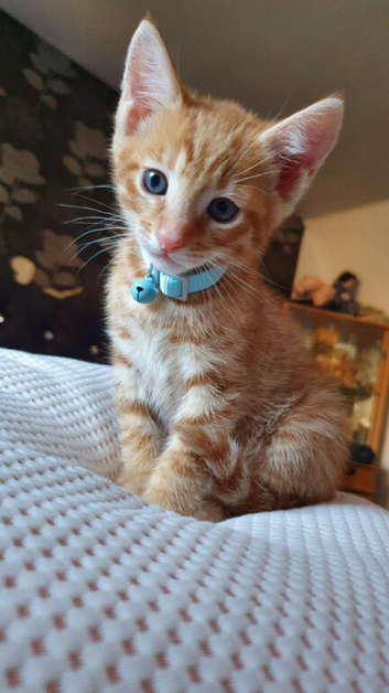 Bengal cross kitten