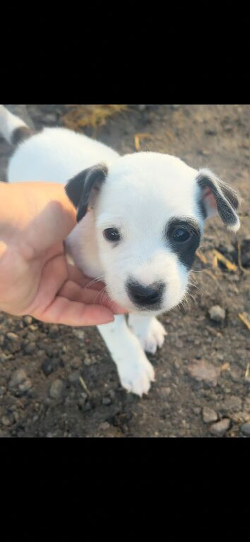 Lovely jack Russel puppy