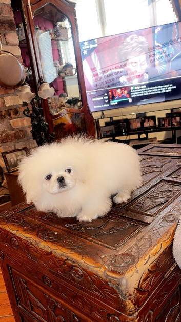 Stunning top quality Pekingese puppies