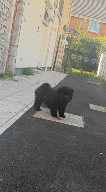 2 beautiful kc chow chow girls available