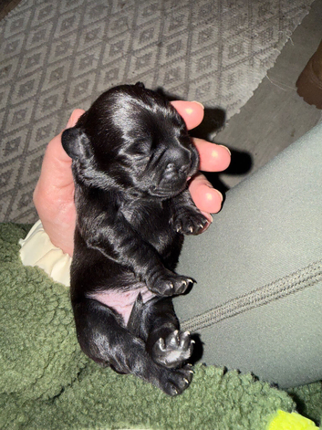 Beautiful puppies for sale