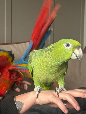 Extremely rare mealy x yellow crowned Amazon