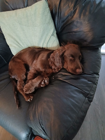 Brown cocker spaniel