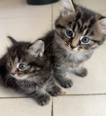 Tabby and Russian Blue mix