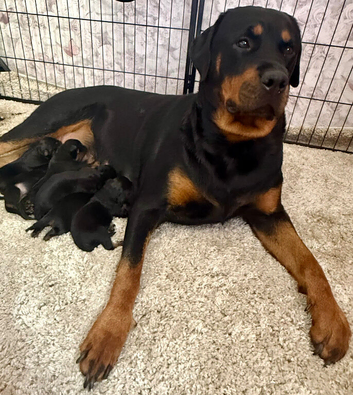 Stunning Rottweiler puppies available