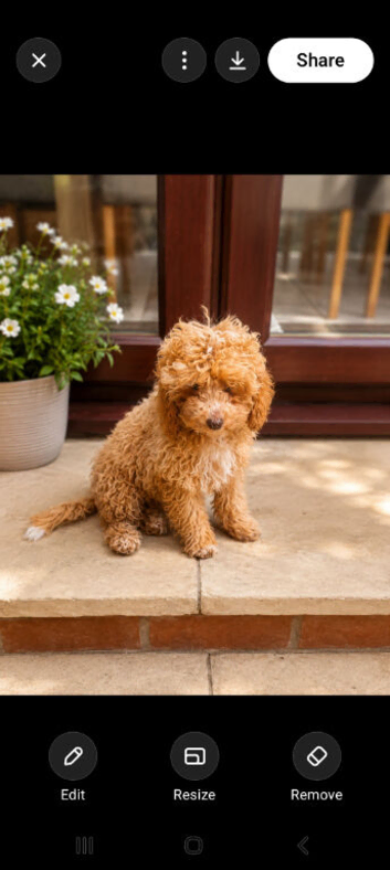 Female cockapoo