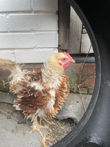Frizzle bantam cockeral