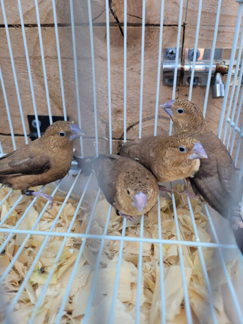 2 breeding pairs of silverbill finches available