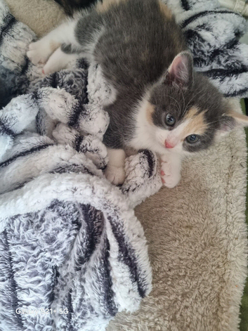 Kittens for sale