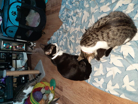 Kittens for sale for forever home