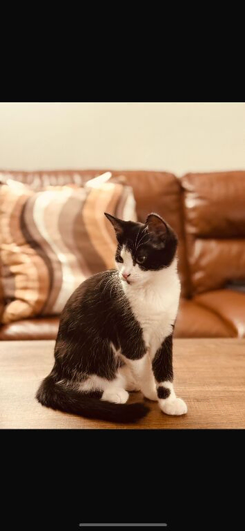 British short haired missed cat