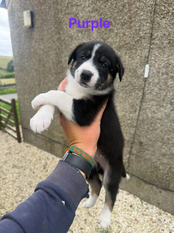 Working Border Collie Puppies &ndash; 5 Boys & 1 Girl