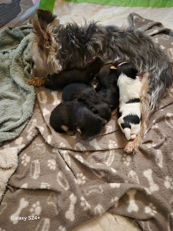 Yorkshire terrier puppies girl now available due to timewasters