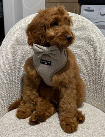 Cavapoo