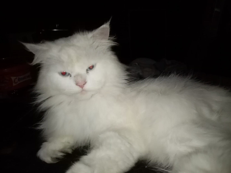 Cat for sale
