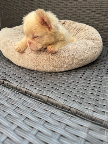 French bulldog full fluffy boy