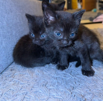 3 Beautiful Black Kittens Ready End of April