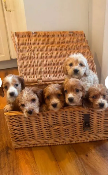 Gold cockapoo puppies