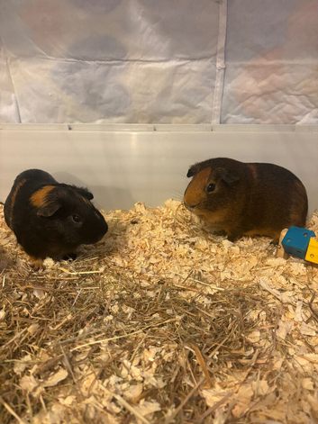 2 males guinea pigs for sale