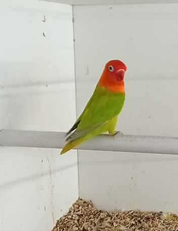 Dilute Opaline Fischer's lovebirds