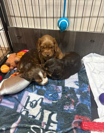 Adorable Cocker Spaniels ready to be reserved for their loving homes soon
