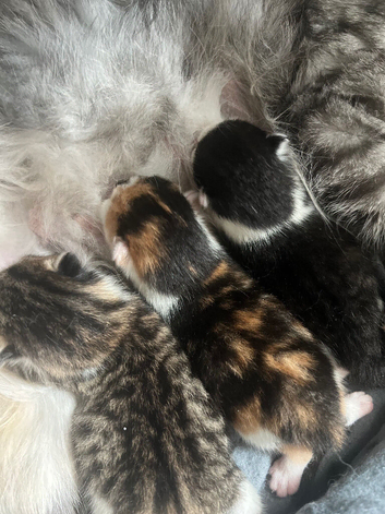 Maincoon/bengal mix