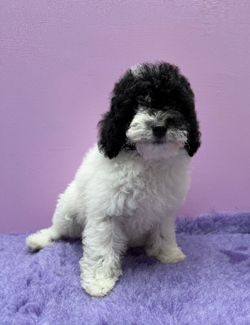 Beautiful Cavapoochon puppies ready now one little girl left