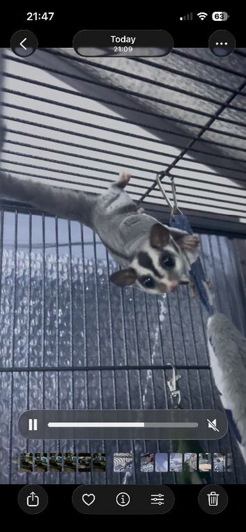 Male and female gliders with 11 week old joey