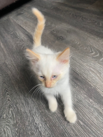 White kitten
