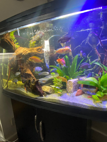 Beautiful newish fish tank