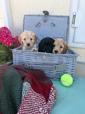 Only 3 left Miniature cockapoos