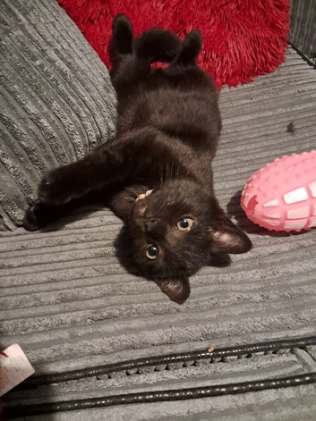 A male kitten