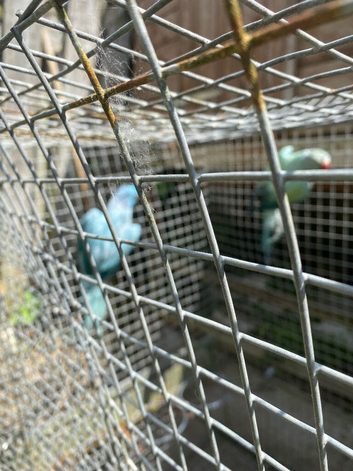 Indian ringnecks