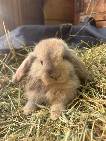 2 buck mini lop rabbits
