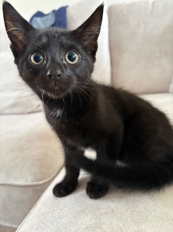 1 10 week old male kitten