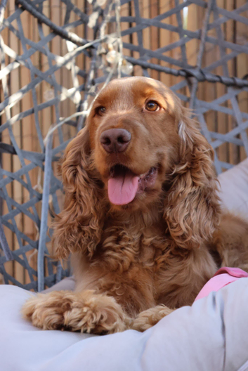 Red Sable Kc Show Cocker Spaniel for stud