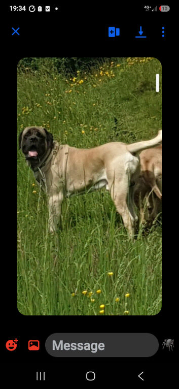 English mastiff