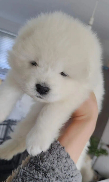 Beautiful Samoyed Puppies &ndash; 5 Boys & 3 Girls Available