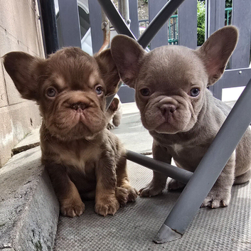 KC Fluffy French Bulldog Puppies