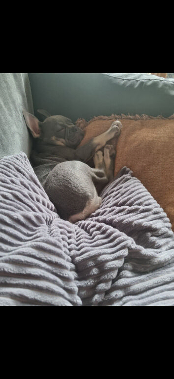 Rehomeing to pet and child free home ONLY