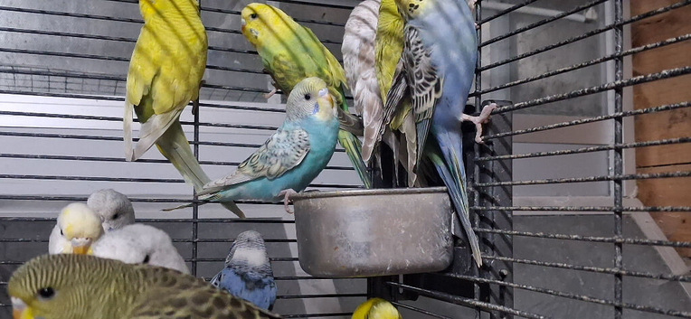 Young budgies