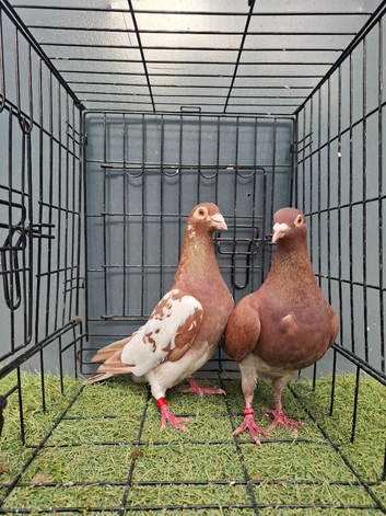 chocolate Red Muleman Breeder pair.