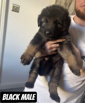 German Shepherd Caucasian Shepherd Swiss Shepherd Puppys