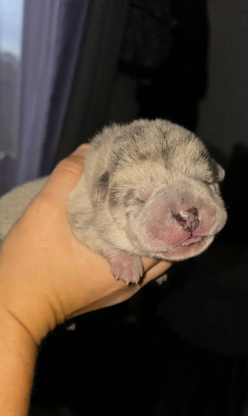 Chowpeis for sale