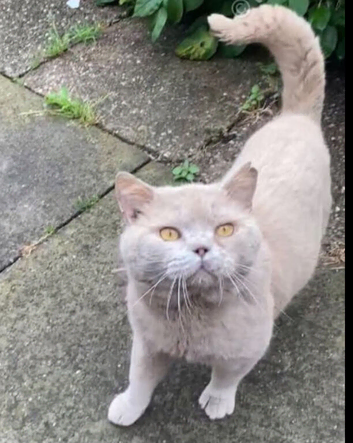 Beautiful lilac bsh gccf active male pfd and pra clear needs to go open to offers