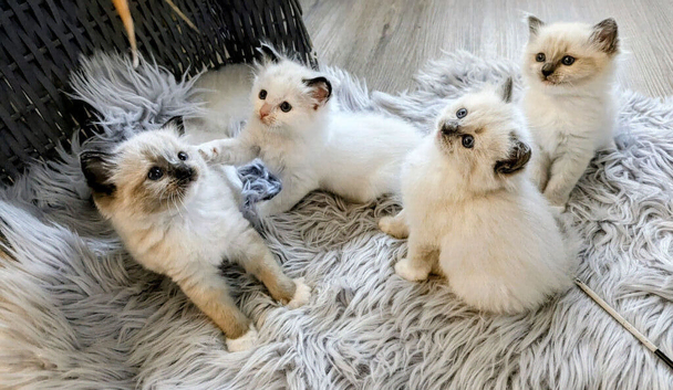 Ragdoll Kittens