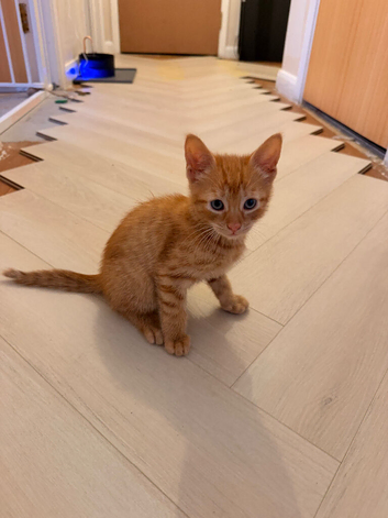 Ginger kitten